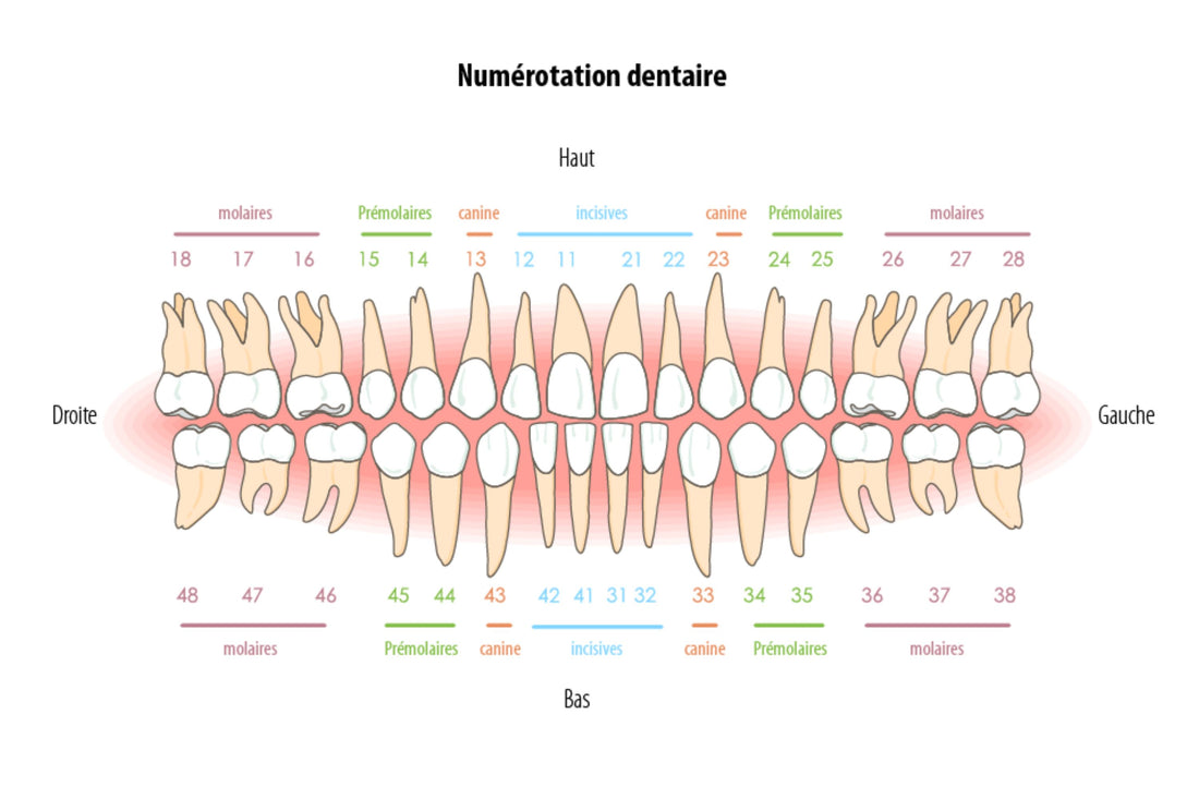 Guide Complet sur la Numérotation des Dents : Systèmes et Importance