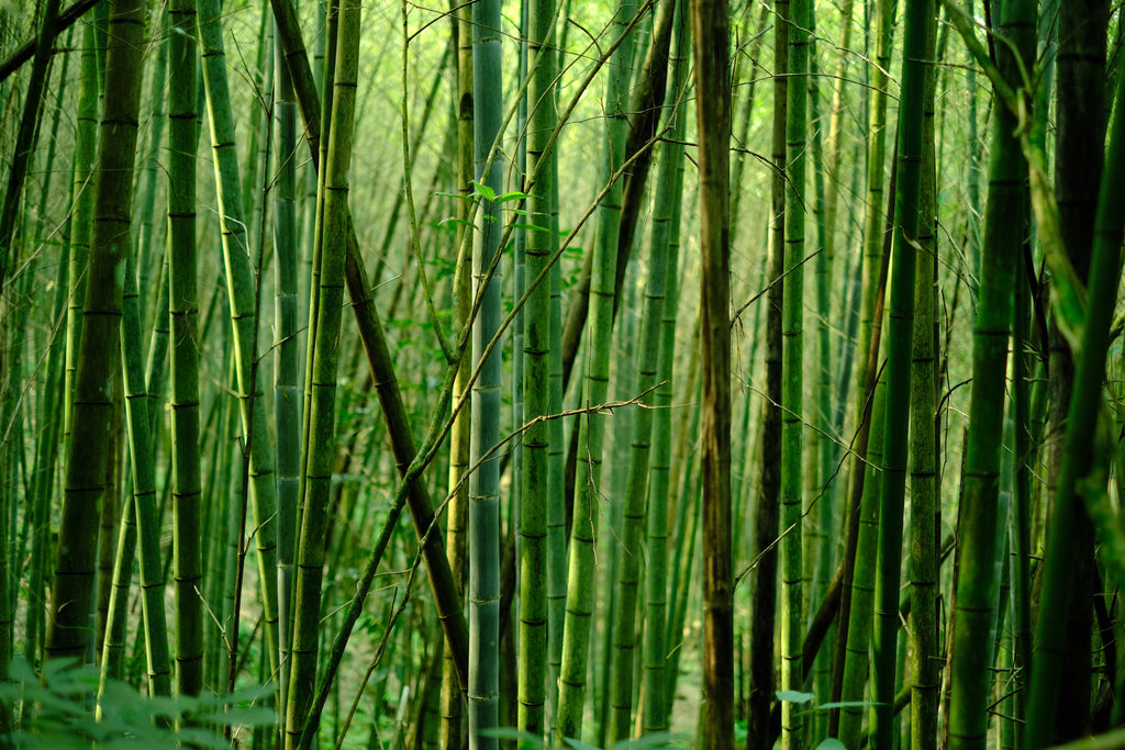 Le bambou est-il un matériau écologique ?